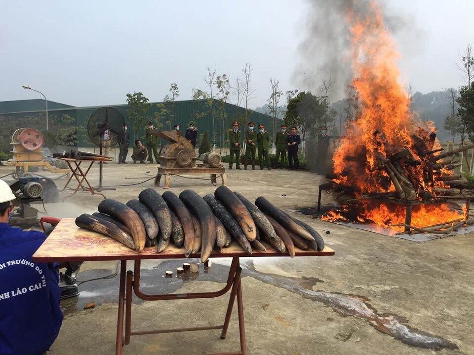 Ngày[-]Voi[-]thế[-]giới[-]12/8:[-]Biến[-]tiêu[-]hủy[-]ngà[-]voi[-]trở[-]thành[-]thông[-]lệ[-]tại[-]Việt[-]Nam